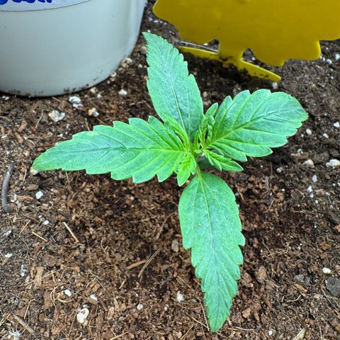 Orange Hippo x Lemon Skunk x Purple Haze x Gelato x Gorilla Glue growlog timeline photo