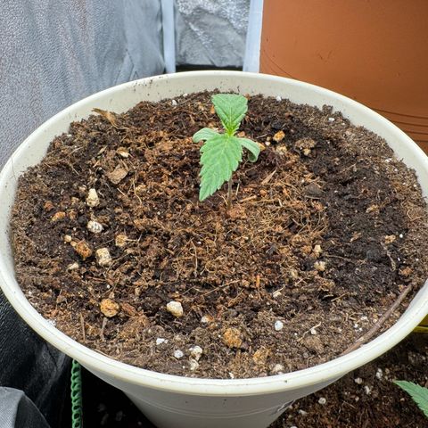 Orange Hippo x Lemon Skunk x Purple Haze x Gelato x Gorilla Glue growlog timeline photo