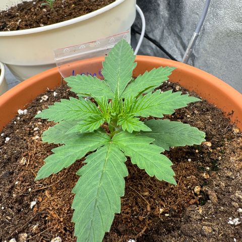 Orange Hippo x Lemon Skunk x Purple Haze x Gelato x Gorilla Glue growlog timeline photo