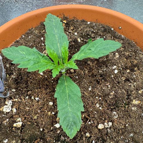 Orange Hippo x Lemon Skunk x Purple Haze x Gelato x Gorilla Glue growlog timeline photo