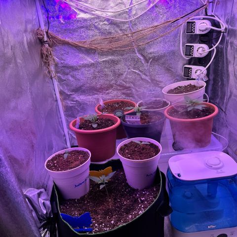Orange Hippo x Lemon Skunk x Purple Haze x Gelato x Gorilla Glue growlog photo: Neue Adlight für das maximum!