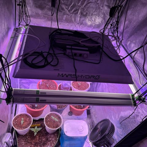 Orange Hippo x Lemon Skunk x Purple Haze x Gelato x Gorilla Glue growlog photo: Neue Adlight für das maximum!