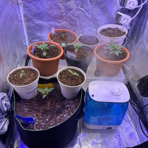 Orange Hippo x Lemon Skunk x Purple Haze x Gelato x Gorilla Glue growlog photo: Neue Adlight für das maximum!
