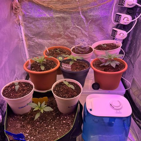 Orange Hippo x Lemon Skunk x Purple Haze x Gelato x Gorilla Glue growlog timeline photo