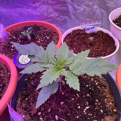 Orange Hippo x Lemon Skunk x Purple Haze x Gelato x Gorilla Glue growlog timeline photo