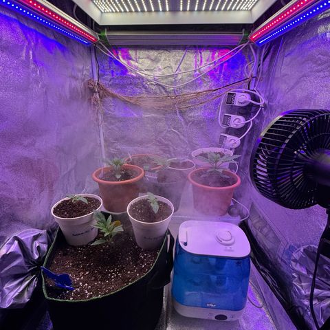 Orange Hippo x Lemon Skunk x Purple Haze x Gelato x Gorilla Glue growlog timeline photo