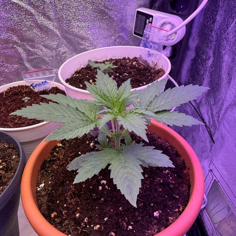 Orange Hippo x Lemon Skunk x Purple Haze x Gelato x Gorilla Glue growlog timeline photo