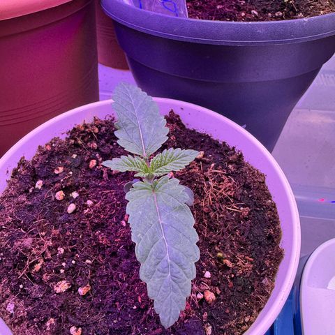 Orange Hippo x Lemon Skunk x Purple Haze x Gelato x Gorilla Glue growlog timeline photo