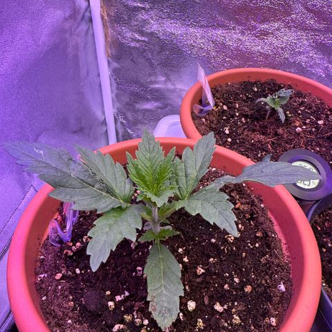 Orange Hippo x Lemon Skunk x Purple Haze x Gelato x Gorilla Glue growlog timeline photo