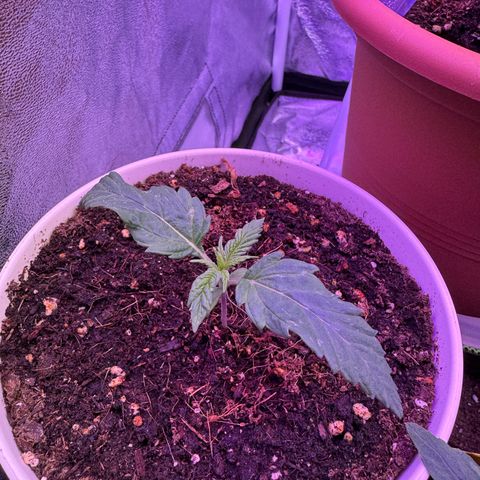 Orange Hippo x Lemon Skunk x Purple Haze x Gelato x Gorilla Glue growlog timeline photo