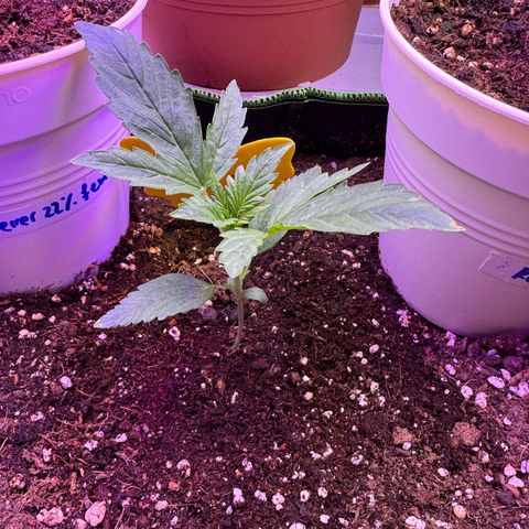 Orange Hippo x Lemon Skunk x Purple Haze x Gelato x Gorilla Glue growlog timeline photo
