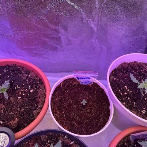 Orange Hippo x Lemon Skunk x Purple Haze x Gelato x Gorilla Glue growlog timeline photo