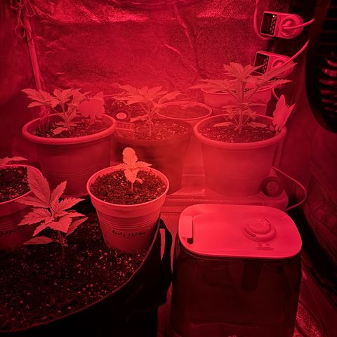 Orange Hippo x Lemon Skunk x Purple Haze x Gelato x Gorilla Glue growlog photo: Far Red, Blue, IR und UV Lichtkonzept