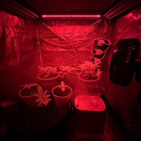 Orange Hippo x Lemon Skunk x Purple Haze x Gelato x Gorilla Glue growlog photo: Far Red, Blue, IR und UV Lichtkonzept