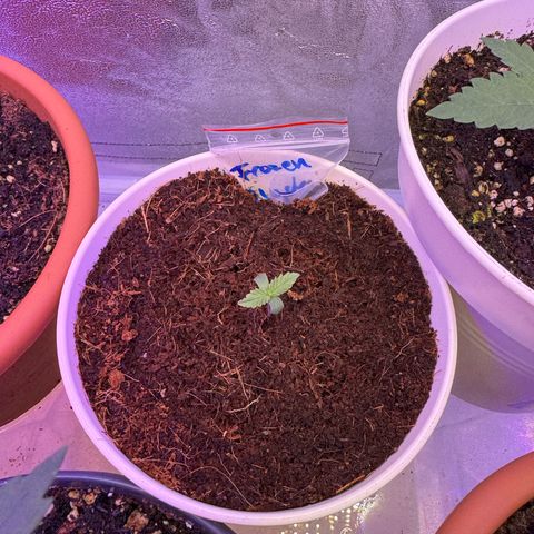 Orange Hippo x Lemon Skunk x Purple Haze x Gelato x Gorilla Glue growlog photo: Far Red, Blue, IR und UV Lichtkonzept