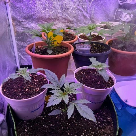 Orange Hippo x Lemon Skunk x Purple Haze x Gelato x Gorilla Glue growlog photo: Far Red, Blue, IR und UV Lichtkonzept