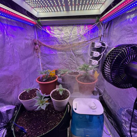 Orange Hippo x Lemon Skunk x Purple Haze x Gelato x Gorilla Glue growlog photo: Far Red, Blue, IR und UV Lichtkonzept