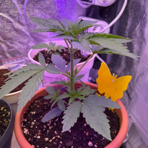 Orange Hippo x Lemon Skunk x Purple Haze x Gelato x Gorilla Glue growlog photo: Far Red, Blue, IR und UV Lichtkonzept