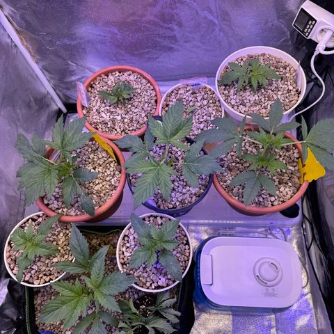 Orange Hippo x Lemon Skunk x Purple Haze x Gelato x Gorilla Glue growlog timeline photo