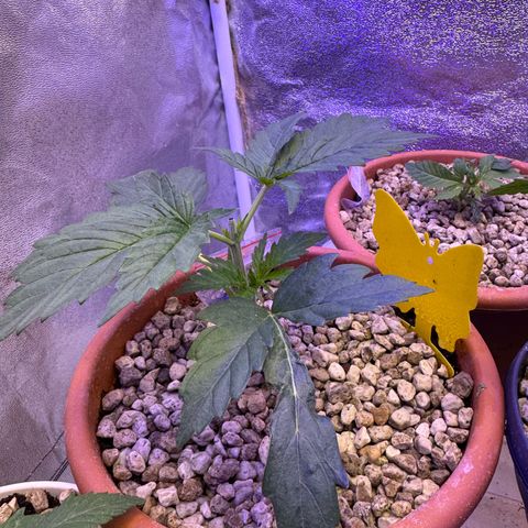 Orange Hippo x Lemon Skunk x Purple Haze x Gelato x Gorilla Glue growlog timeline photo