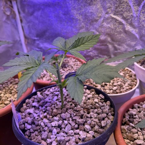 Orange Hippo x Lemon Skunk x Purple Haze x Gelato x Gorilla Glue growlog timeline photo