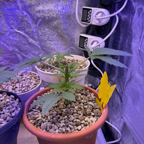 Orange Hippo x Lemon Skunk x Purple Haze x Gelato x Gorilla Glue growlog timeline photo