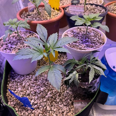 Orange Hippo x Lemon Skunk x Purple Haze x Gelato x Gorilla Glue growlog timeline photo