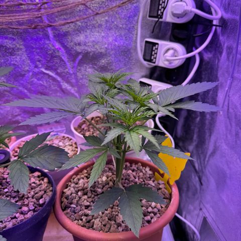 Orange Hippo x Lemon Skunk x Purple Haze x Gelato x Gorilla Glue growlog timeline photo