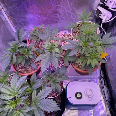 Orange Hippo x Lemon Skunk x Purple Haze x Gelato x Gorilla Glue growlog timeline photo