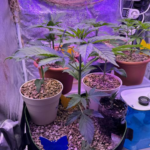 Orange Hippo x Lemon Skunk x Purple Haze x Gelato x Gorilla Glue growlog timeline photo