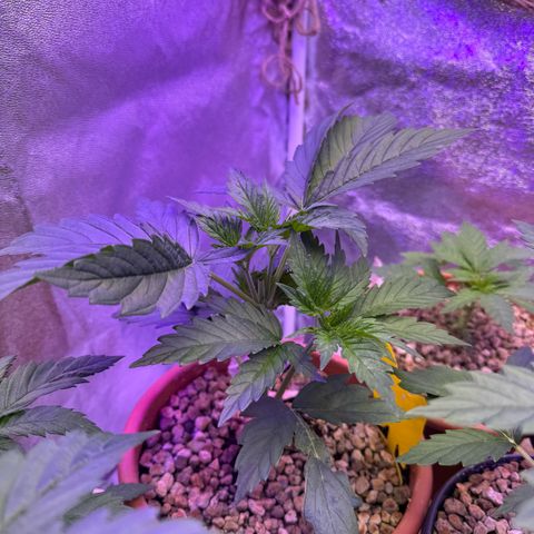Orange Hippo x Lemon Skunk x Purple Haze x Gelato x Gorilla Glue growlog timeline photo