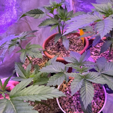 Orange Hippo x Lemon Skunk x Purple Haze x Gelato x Gorilla Glue growlog timeline photo