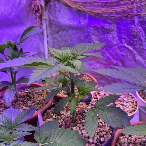 Orange Hippo x Lemon Skunk x Purple Haze x Gelato x Gorilla Glue growlog timeline photo