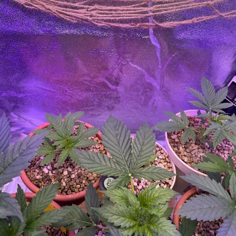 Orange Hippo x Lemon Skunk x Purple Haze x Gelato x Gorilla Glue growlog timeline photo