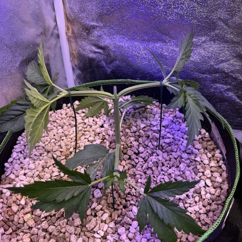 Orange Hippo x Lemon Skunk x Purple Haze x Gelato x Gorilla Glue growlog photo: Mainlining und outdoor