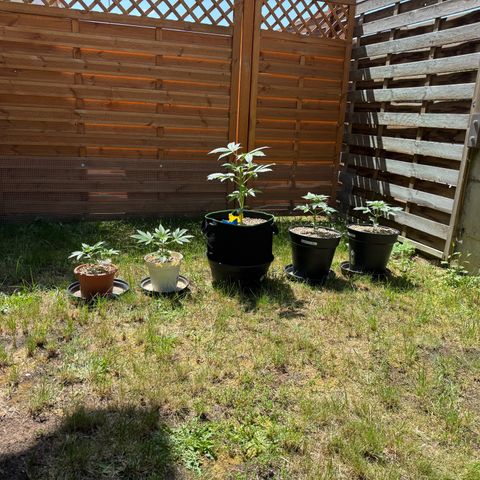 Orange Hippo x Lemon Skunk x Purple Haze x Gelato x Gorilla Glue growlog photo: Mainlining und outdoor