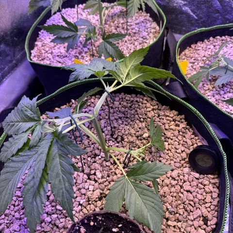 Orange Hippo x Lemon Skunk x Purple Haze x Gelato x Gorilla Glue growlog photo: Mainlining und outdoor
