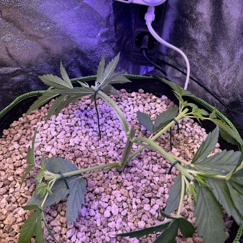 Orange Hippo x Lemon Skunk x Purple Haze x Gelato x Gorilla Glue growlog photo: Mainlining und outdoor