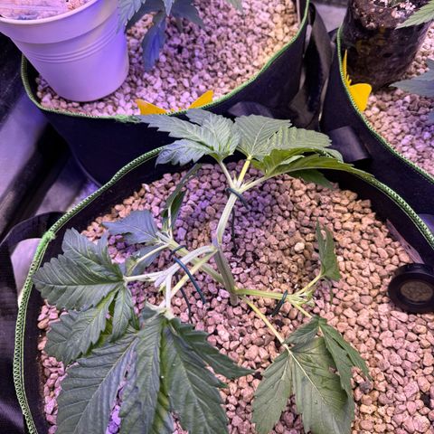 Orange Hippo x Lemon Skunk x Purple Haze x Gelato x Gorilla Glue growlog photo: Mainlining und outdoor