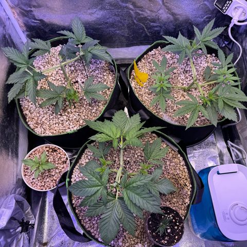 Orange Hippo x Lemon Skunk x Purple Haze x Gelato x Gorilla Glue growlog timeline photo