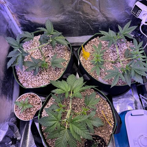 Orange Hippo x Lemon Skunk x Purple Haze x Gelato x Gorilla Glue growlog timeline photo