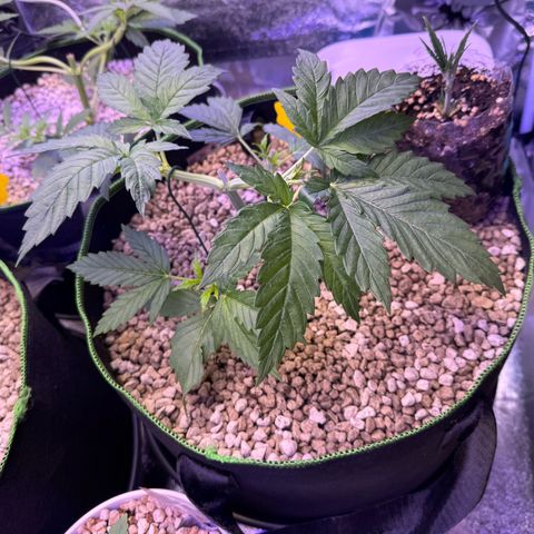Orange Hippo x Lemon Skunk x Purple Haze x Gelato x Gorilla Glue growlog timeline photo