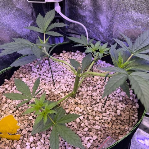 Orange Hippo x Lemon Skunk x Purple Haze x Gelato x Gorilla Glue growlog timeline photo
