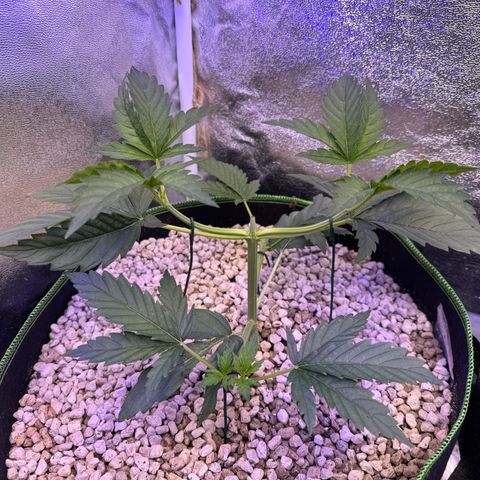 Orange Hippo x Lemon Skunk x Purple Haze x Gelato x Gorilla Glue growlog timeline photo