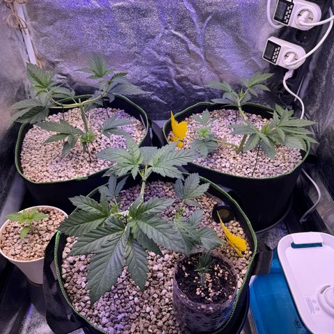 Orange Hippo x Lemon Skunk x Purple Haze x Gelato x Gorilla Glue growlog timeline photo