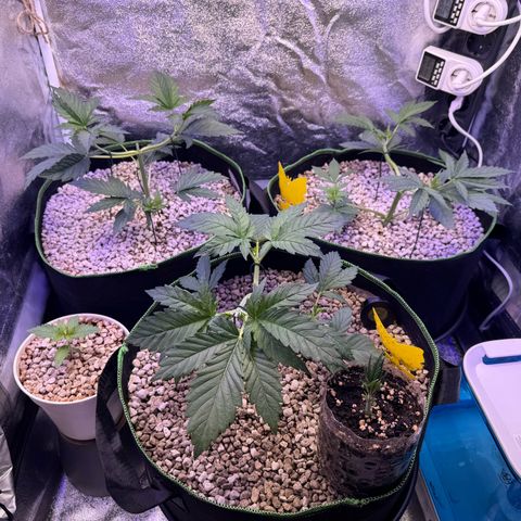 Orange Hippo x Lemon Skunk x Purple Haze x Gelato x Gorilla Glue growlog timeline photo