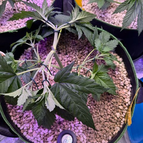 Orange Hippo x Lemon Skunk x Purple Haze x Gelato x Gorilla Glue growlog timeline photo