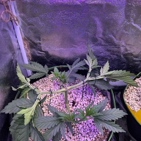 Orange Hippo x Lemon Skunk x Purple Haze x Gelato x Gorilla Glue growlog timeline photo
