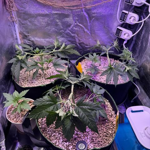 Orange Hippo x Lemon Skunk x Purple Haze x Gelato x Gorilla Glue growlog timeline photo