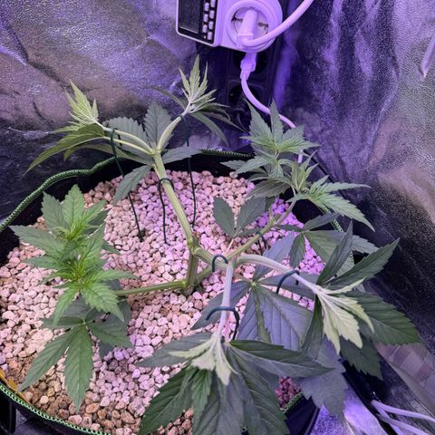 Orange Hippo x Lemon Skunk x Purple Haze x Gelato x Gorilla Glue growlog timeline photo